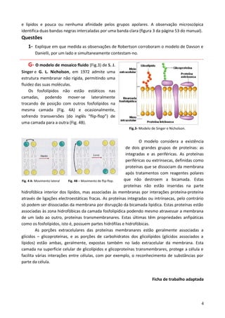e lípidos e pouca ou nenhuma afinidade pelos grupos apolares. A observação microscópica
identifica duas bandas negras intercaladas por uma banda clara (figura 3 da página 53 do manual).
Questões
1- Explique em que medida as observações de Robertson corroboram o modelo de Davson e
Danielli, por um lado e simultaneamente contestam-no.
G- O modelo de mosaico fluido (Fig.3) de S. J.
Singer e G. L. Nicholson, em 1972 admite uma
estrutura membranar não rígida, permitindo uma
fluidez das suas moléculas.
Os fosfolípidos não estão estáticos nas
camadas, podendo mover-se lateralmente
trocando de posição com outros fosfolípidos na
mesma camada (Fig. 4A) e ocasionalmente,
sofrendo transversões (do inglês “flip-flop”) de
uma camada para a outra (Fig. 4B).
Fig.3- Modelo de Singer e Nicholson.
O modelo considera a existência
de dois grandes grupos de proteínas: as
integradas e as periféricas. As proteínas
periféricas ou extrínsecas, definidas como
proteínas que se dissociam da membrana
após tratamentos com reagentes polares
que não destroem a bicamada. Estas
proteínas não estão inseridas na parte
hidrofóbica interior dos lípidos, mas associadas às membranas por interações proteína-proteína
através de ligações electroestáticas fracas. As proteínas integradas ou intrínsecas, pelo contrário
só podem ser dissociadas da membrana por disrupção da bicamada lipídica. Estas proteínas estão
associadas às zona hidrofóbicas da camada fosfolipídica podendo mesmo atravessar a membrana
de um lado ao outro, proteínas transmembranares. Estas últimas têm propriedades anfipáticas
como os fosfolípidos, isto é, possuem partes hidrófilas e hidrofóbicas.
As porções extracelulares das proteínas membranares estão geralmente associadas a
glícidos – glicoproteínas, e as porções de carbohidratos dos glicolípidos (glícidos associados a
lípidos) estão ambas, geralmente, expostas também no lado extracelular da membrana. Esta
camada na superfície celular de glicolípidos e glicoproteínas transmembrares, protege a célula e
facilita várias interações entre células, com por exemplo, o reconhecimento de substâncias por
parte da célula.
Ficha de trabalho adaptada
4
Fig. 4 A- Movimento lateral Fig. 4B – Movimento de flip-flop.
 