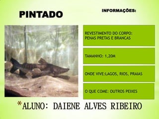 PINTADO

INFORMAÇÕES:

REVESTIMENTO DO CORPO:
PENAS PRETAS E BRANCAS

TAMANHO: 1,20M

ONDE VIVE:LAGOS, RIOS, PRAIAS

O QUE COME: OUTROS PEIXES

 