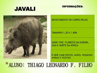JAVALI

INFORMAÇÕES:

REVESTIMENTO DO CORPO:PELOS

TAMANHO:1,30 A 1,40M

ONDE VIVE: FLORESTA DA EUROPA,
ÁSIA E NORTE DA ÁFRICA

O QUE COME:FRUTOS, RAÍZES, PEQUENOS
ANIMAIS E VEGETAIS

 