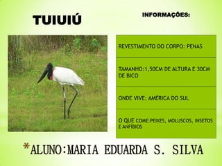 TUIUIÚ

INFORMAÇÕES:

REVESTIMENTO DO CORPO: PENAS

TAMANHO:1,50CM DE ALTURA E 30CM
DE BICO

ONDE VIVE: AMÉRICA DO SUL

O QUE COME:PEIXES, MOLUSCOS, INSETOS
E ANFÍBIOS

 