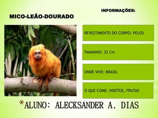 MICO-LEÃO-DOURADO

INFORMAÇÕES:

REVESTIMENTO DO CORPO: PELOS

TAMANHO: 32 Cm

ONDE VIVE: BRASIL

O QUE COME: INSETOS, FRUTAS

 