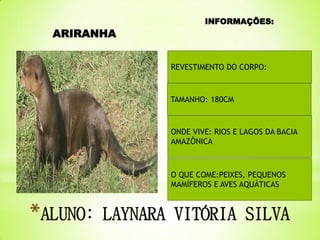 ARIRANHA

INFORMAÇÕES:

REVESTIMENTO DO CORPO:

TAMANHO: 180CM

ONDE VIVE: RIOS E LAGOS DA BACIA
AMAZÔNICA

O QUE COME:PEIXES, PEQUENOS
MAMÍFEROS E AVES AQUÁTICAS

 