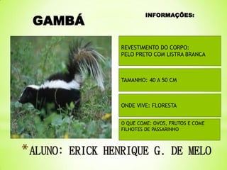 GAMBÁ

INFORMAÇÕES:

REVESTIMENTO DO CORPO:
PELO PRETO COM LISTRA BRANCA

TAMANHO: 40 A 50 CM

ONDE VIVE: FLORESTA
O QUE COME: OVOS, FRUTOS E COME
FILHOTES DE PASSARINHO

 