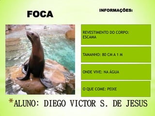FOCA

INFORMAÇÕES:

REVESTIMENTO DO CORPO:
ESCAMA

TAMANHO: 80 CM A 1 M

ONDE VIVE: NA ÁGUA

O QUE COME: PEIXE

 