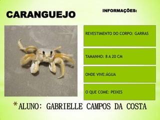 CARANGUEJO

INFORMAÇÕES:

REVESTIMENTO DO CORPO: GARRAS

TAMANHO: 8 A 20 CM

ONDE VIVE:ÁGUA

O QUE COME: PEIXES

 