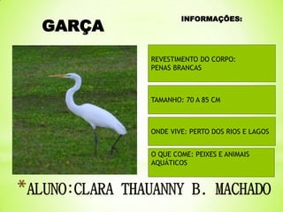 GARÇA

INFORMAÇÕES:

REVESTIMENTO DO CORPO:
PENAS BRANCAS

TAMANHO: 70 A 85 CM

ONDE VIVE: PERTO DOS RIOS E LAGOS

O QUE COME: PEIXES E ANIMAIS
AQUÁTICOS

 