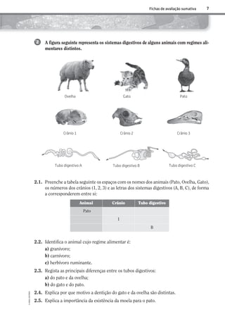 7
©AREALEDITORES
Fichas de avaliação sumativa
A figura seguinte representa os sistemas digestivos de alguns animais com regimes ali-
mentares distintos.
2
2.1. Preenche a tabela seguinte os espaços com os nomes dos animais (Pato, Ovelha, Gato),
os números dos crânios (1, 2, 3) e as letras dos sistemas digestivos (A, B, C), de forma
a corresponderem entre si:
2.2. Identifica o animal cujo regime alimentar é:
a) granívoro;
b) carnívoro;
c) herbívoro ruminante.
2.3. Regista as principais diferenças entre os tubos digestivos:
a) do pato e da ovelha;
b) do gato e do pato.
2.4. Explica por que motivo a dentição do gato e da ovelha são distintas.
2.5. Explica a importância da existência da moela para o pato.
Ovelha Gato Pato
Crânio 1 Crânio 2 Crânio 3
Tubo digestivo A Tubo digestivo B Tubo digestivo C
Animal Crânio Tubo digestivo
Pato
1
B
AECSI6DP_AVA_F01_20101687_4P_20101687_AVAL_P001_016 11/03/30 16:27 Page 7
 
