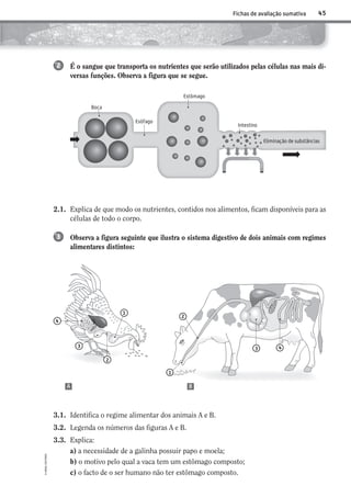 45
©AREALEDITORES
Fichas de avaliação sumativa
É o sangue que transporta os nutrientes que serão utilizados pelas células nas mais di-
versas funções. Observa a figura que se segue.
2
3.1. Identifica o regime alimentar dos animais A e B.
3.2. Legenda os números das figuras A e B.
3.3. Explica:
a) a necessidade de a galinha possuir papo e moela;
b) o motivo pelo qual a vaca tem um estômago composto;
c) o facto de o ser humano não ter estômago composto.
1
3
2
4
1
2
3 4
Eliminação de substâncias
Boca
Esófago
Estômago
Intestino
2.1. Explica de que modo os nutrientes, contidos nos alimentos, ficam disponíveis para as
células de todo o corpo.
Observa a figura seguinte que ilustra o sistema digestivo de dois animais com regimes
alimentares distintos:
3
A B
AECSI6DP_AVA_F03_20101687_4P_20101687_AVAL_P033_048 11/03/30 16:32 Page 45
 