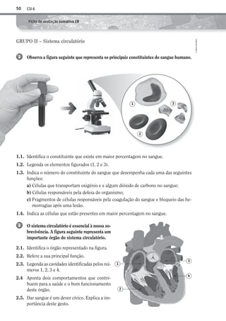 CSI 650
©AREALEDITORES
Ficha de avaliação sumativa 2B
Observa a figura seguinte que representa os principais constituintes do sangue humano.1
GRUPO II – Sistema circulatório
1.1. Identifica o constituinte que existe em maior percentagem no sangue.
1.2. Legenda os elementos figurados (1, 2 e 3).
1.3. Indica o número do constituinte do sangue que desempenha cada uma das seguintes
funções:
a) Células que transportam oxigénio e e algum dióxido de carbono no sangue;
b) Células responsáveis pela defesa do organismo;
c) Fragmentos de células responsáveis pela coagulação do sangue e bloqueio das he-
morragias após uma lesão.
1.4. Indica as células que estão presentes em maior percentagem no sangue.
O sistema circulatório é essencial à nossa so-
brevivência. A figura seguinte representa um
importante órgão do sistema circulatório.
2.1. Identifica o órgão representado na figura.
2.2. Refere a sua principal função.
2.3. Legenda as cavidades identificadas pelos nú-
meros 1, 2, 3 e 4.
2.4 Aponta dois comportamentos que contri-
buem para a saúde e o bom funcionamento
deste órgão.
2.5. Dar sangue é um dever cívico. Explica a im-
portância deste gesto.
2
1
2
3
4
1 3
2
AECSI6DP_AVA_F04_20101687_4P_20101687_AVAL_P049_064 11/03/30 16:35 Page 50
 