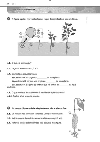 CSI 6
Ficha de avaliação sumativa 5A
A figura seguinte representa algumas etapas da reprodução de uma ervilheira.
A
B
C
O que é a germinação?
Legenda as estruturas 1, 2 e 3.
Completa as seguintes frases.
a) A estrutura C dá origem à da nova planta.
b) A estrutura B, por sua vez, origina o da nova planta.
c) A estrutura A é a parte do embrião que vai formar as da nova
ervilheira.
4.4. O que acontece aos cotilédones à medida que a planta cresce?
4.4.1. Explica a tua resposta anterior.
1
Os musgos (figura ao lado) são plantas que não produzem flor.
Os musgos não produzem sementes. Como se reproduzem?
Indica o nome das estruturas numeradas no musgo (1 a 5).
Refere a função desempenhada pela estrutura 1 da figura.
30
4
4.1.
4.2.
4.3.
2
3
1
2
4
5
5.1.
5.2.
5.3.
3
5
 