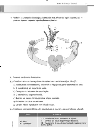Fichas de avaliação sumativa
Os fetos são, tal como os musgos, plantas sem flor. Observa a figura seguinte, que re-
presenta algumas etapas da reprodução destas plantas:
1
2
5
3
6
4
7
Legenda os números do esquema.
Classifica cada uma das seguintes afirmações como verdadeira (V) ou falsa (F).
a) As estruturas assinaladas em 2 encontram-se na página superior das folhas dos fetos.
b) O esporângio é um conjunto de soros.
c) Os esporos do feto saem dos esporângios.
d) O feto reproduz-se por sementes.
e) Quando um esporo do feto germina, origina o protalo.
f) O rizoma é um caule subterrâneo.
g) Os fetos não se reproduzem com células sexuais.
Estabelece a correspondência entre as estruturas da coluna I e as descrições da coluna II.
Coluna II
I – Estrutura que produz e armazena os esporos.
II – Estrutura que resulta da germinação do esporo.
III – Agrupamento de esporângios, localizado na página inferior
da folha do feto
6
6.1.
6.2.
6.3.
Coluna
I
A – Soros
B – Esporângios
C – Protalo
31
 