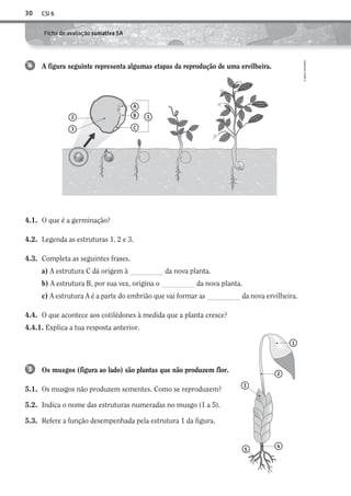 CSI 630
©AREALEDITORES
Ficha de avaliação sumativa 5A
1
2
4
5
3
4.1. O que é a germinação?
4.2. Legenda as estruturas 1, 2 e 3.
4.3. Completa as seguintes frases.
a) A estrutura C dá origem à da nova planta.
b) A estrutura B, por sua vez, origina o da nova planta.
c) A estrutura A é a parte do embrião que vai formar as da nova ervilheira.
4.4. O que acontece aos cotilédones à medida que a planta cresce?
4.4.1. Explica a tua resposta anterior.
Os musgos (figura ao lado) são plantas que não produzem flor.
5.1. Os musgos não produzem sementes. Como se reproduzem?
5.2. Indica o nome das estruturas numeradas no musgo (1 a 5).
5.3. Refere a função desempenhada pela estrutura 1 da figura.
5
A figura seguinte representa algumas etapas da reprodução de uma ervilheira.4
2
A
B
C3
1
AECSI6DP_AVA_F02_20101687_4P_20101687_AVAL_P017_032 11/03/30 16:29 Page 30
 