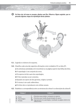 31
©AREALEDITORES
Fichas de avaliação sumativa
Os fetos são, tal como os musgos, plantas sem flor. Observa a figura seguinte, que re-
presenta algumas etapas da reprodução destas plantas:
6
6.1. Legenda os números do esquema.
6.2. Classifica cada uma das seguintes afirmações como verdadeira (V) ou falsa (F).
a) As estruturas assinaladas em 2 encontram-se na página superior das folhas dos fetos.
b) O esporângio é um conjunto de soros.
c) Os esporos do feto saem dos esporângios.
d) O feto reproduz-se por sementes.
e) Quando um esporo do feto germina, origina o protalo.
f) O rizoma é um caule subterrâneo.
g) Os fetos não se reproduzem com células sexuais.
6.3. Estabelece a correspondência entre as estruturas da coluna I e as descrições da coluna II.
3
5
7
6
2
1
4
Coluna I Coluna II
A – Soros
B – Esporângios
C – Protalo
I – Estrutura que produz e armazena os esporos.
II – Estrutura que resulta da germinação do esporo.
III – Agrupamento de esporângios, localizado na página inferior da
folha do feto.
AECSI6DP_AVA_F02_20101687_4P_20101687_AVAL_P017_032 11/03/30 16:30 Page 31
 