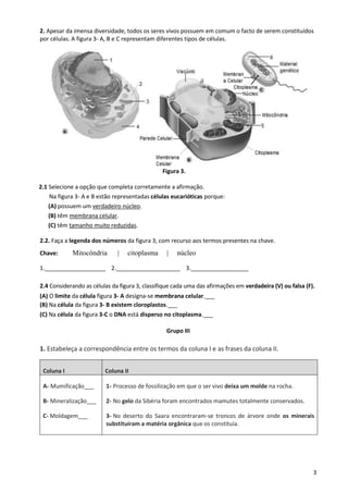 3
2. Apesar da imensa diversidade, todos os seres vivos possuem em comum o facto de serem constituídos
por células. A figura 3- A, B e C representam diferentes tipos de células.
Figura 3.
2.1 Selecione a opção que completa corretamente a afirmação.
Na figura 3- A e B estão representadas células eucarióticas porque:
(A) possuem um verdadeiro núcleo.
(B) têm membrana celular.
(C) têm tamanho muito reduzidas.
2.2. Faça a legenda dos números da figura 3, com recurso aos termos presentes na chave.
Chave: Mitocôndria | citoplasma | núcleo
1.___________________ 2.____________________ 3.__________________
2.4 Considerando as células da figura 3, classifique cada uma das afirmações em verdadeira (V) ou falsa (F).
(A) O limite da célula figura 3- A designa-se membrana celular.___
(B) Na célula da figura 3- B existem cloroplastos.___
(C) Na célula da figura 3-C o DNA está disperso no citoplasma.___
Grupo III
1. Estabeleça a correspondência entre os termos da coluna I e as frases da coluna II.
Coluna I Coluna II
A- Mumificação___
B- Mineralização___
C- Moldagem___
1- Processo de fossilização em que o ser vivo deixa um molde na rocha.
2- No gelo da Sibéria foram encontrados mamutes totalmente conservados.
3- No deserto do Saara encontraram-se troncos de árvore onde os minerais
substituíram a matéria orgânica que os constituía.
 