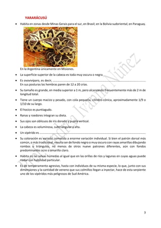 3
YARARÁCUSÚ
• Habita en zonas desde Minas Gerais para el sur, en Brasil; en la Bolivia sudoriental; en Paraguay.
En la Argentina únicamente en Misiones.
• La superficie superior de la cabeza es toda muy oscura o negra.
• Es ovovivíparo, es decir, …………………………………………………………………………………………………............
En sus posturas las hembras paren de 12 a 20 crías.
• Su tamaño es grande, en media superior a 1 m, pero alcanzando frecuentemente más de 2 m de
longitud total.
• Tiene un cuerpo macizo y pesado, con cola pequeña, cilíndro-cónica, aproximadamente 1/9 o
1/10 de su largo.
• El hocico es puntiagudo.
• Ranas y roedores integran su dieta.
• Sus ojos son oblicuos de iris dorado y pupila vertical.
• La cabeza es voluminosa, subtriangular y alta.
• Un vipérido es …………………………………………………………………………………………………………………………….
• Su coloración es variada; sometida a enorme variación individual. Si bien el patrón dorsal más
común, o más tradicional, resulta ser de fondo negro o muy oscuro con rayas amarillas dibujando
rombos o triángulos, no menos de otros nueve patrones diferentes, aún con fondos
predominantes ocre o amarillo claro.
• Habita en las selvas húmedas al igual que en las orillas de ríos y lagunas en cuyas aguas puede
nadar con habilidad particular.
• Es de temperamento agresivo, hasta con individuos de su misma especie, lo que, junto con sus
dimensiones y la cantidad de veneno que sus colmillos llegan a inyectar, hace de esta serpiente
uno de los vipéridos más peligrosos de Sud América.
 