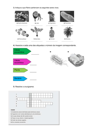 3. Indique a que Reino pertencem os seguintes seres vivos.




4. Associa a cada uma das etiquetas o número da imagem correspondente.

 Célula
 procariótica
                      ________



 Célula
 eucariótica
                     _______


 Planta
                     _______


 Bactéria            _______



5. Resolve o crucigrama:
 