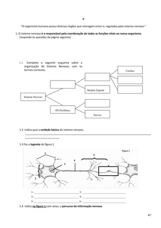 II

    “O organismo humano possui diversos órgãos que interagem entre si, regulados pelo sistema nervoso.”

1. O sistema nervoso é o responsável pela coordenação de todas as funções vitais no nosso organismo.
   (responde às questões da página seguinte)




   1.1.     Completa o seguinte esquema sobre a
          organização do Sistema Nervoso, com os
          termos correctos.                                                               Cérebro




                                                             Medula Espinal

          Sistema Nervoso



                                    SN Periférico
                                                                  Nervos




   1.2. Indica qual a unidade básica do sistema nervoso.
         _____________________________________________________________________________________
         _______________________

   1.3 Faz a legenda da figura 1.

                                                                                    Figura 1
                            1
                                                                  5
                                                    4
                                           3
                                                                              6



                  2




               1- _________________________________ 2- ________________________________
               3- _________________________________ 4- ________________________________
               5- _________________________________ 6- ________________________________
   1.4. Indica na figura 1,com setas, o percurso da informação nervosa.

                                                                                                          4/7
 