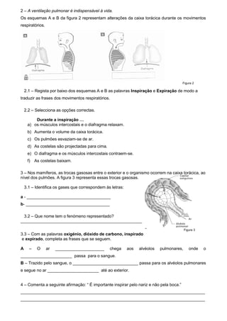 2 – A ventilação pulmonar é indispensável à vida.
Os esquemas A e B da figura 2 representam alterações da caixa torácica durante os movimentos
respiratórios.
Figura 2
2.1 – Regista por baixo dos esquemas A e B as palavras Inspiração e Expiração de modo a
traduzir as frases dos movimentos respiratórios.
2.2 – Selecciona as opções correctas.
Durante a inspiração …
a) os músculos intercostais e o diafragma relaxam.
b) Aumenta o volume da caixa torácica.
c) Os pulmões esvaziam-se de ar.
d) As costelas são projectadas para cima.
e) O diafragma e os músculos intercostais contraem-se.
f) As costelas baixam.
3 – Nos mamíferos, as trocas gasosas entre o exterior e o organismo ocorrem na caixa torácica, ao
nível dos pulmões. A figura 3 representa essas trocas gasosas.
3.1 – Identifica os gases que correspondem às letras:
a - ____________________________________
b- ____________________________________
3.2 – Que nome tem o fenómeno representado?
____________________________________________________
Figura 3
3.3 – Com as palavras oxigénio, dióxido de carbono, inspirado
e expirado, completa as frases que se seguem.
A – O ar _____________________ chega aos alvéolos pulmonares, onde o
______________________ passa para o sangue.
B – Trazido pelo sangue, o ____________________________ passa para os alvéolos pulmonares
e segue no ar ______________________ até ao exterior.
4 – Comenta a seguinte afirmação: “ É importante inspirar pelo nariz e não pela boca.”
_______________________________________________________________________________
_______________________________________________________________________________
 