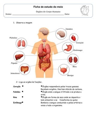Ficha de Trabalho - Corpo Humano.docx