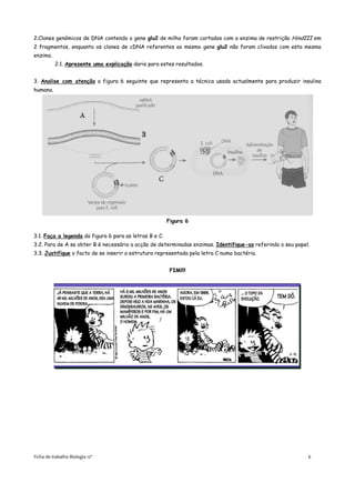 2.Clones genómicos de DNA contendo o gene glu2 de milho foram cortados com a enzima de restrição HindIII em
2 fragmentos, enquanto os clones de cDNA referentes ao mesmo gene glu2 não foram clivados com esta mesma
enzima.
          2.1. Apresente uma explicação daria para estes resultados.


3. Analise com atenção a figura 6 seguinte que representa a técnica usada actualmente para produzir insulina
humana.




                                                        Figura 6

3.1. Faça a legenda da figura 6 para as letras B e C.
3.2. Para de A se obter B é necessário a acção de determinadas enzimas. Identifique-as referindo o seu papel.
3.3. Justifique o facto de se inserir a estrutura representada pela letra C numa bactéria.


                                                         FIM!!!!




Ficha de trabalho Biologia 12º                                                                              6
 