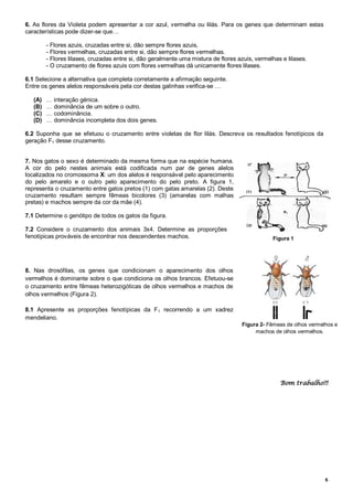 6
6. As flores da Violeta podem apresentar a cor azul, vermelha ou lilás. Para os genes que determinam estas
características pode dizer-se que…
- Flores azuis, cruzadas entre si, dão sempre flores azuis,
- Flores vermelhas, cruzadas entre si, dão sempre flores vermelhas.
- Flores lilases, cruzadas entre si, dão geralmente uma mistura de flores azuis, vermelhas e lilases.
- O cruzamento de flores azuis com flores vermelhas dá unicamente flores lilases.
6.1 Selecione a alternativa que completa corretamente a afirmação seguinte.
Entre os genes alelos responsáveis pela cor destas galinhas verifica-se …
(A) … interação génica.
(B) … dominância de um sobre o outro.
(C) … codominância.
(D) … dominância incompleta dos dois genes.
6.2 Suponha que se efetuou o cruzamento entre violetas de flor lilás. Descreva os resultados fenotípicos da
geração F1 desse cruzamento.
7. Nos gatos o sexo é determinado da mesma forma que na espécie humana.
A cor do pelo nestes animais está codificada num par de genes alelos
localizados no cromossoma X: um dos alelos é responsável pelo aparecimento
do pelo amarelo e o outro pelo aparecimento do pelo preto. A figura 1,
representa o cruzamento entre gatos pretos (1) com gatas amarelas (2). Deste
cruzamento resultam sempre fêmeas bicolores (3) (amarelas com malhas
pretas) e machos sempre da cor da mãe (4).
7.1 Determine o genótipo de todos os gatos da figura.
7.2 Considere o cruzamento dos animais 3x4. Determine as proporções
fenotípicas prováveis de encontrar nos descendentes machos.
8. Nas drosófilas, os genes que condicionam o aparecimento dos olhos
vermelhos é dominante sobre o que condiciona os olhos brancos. Efetuou-se
o cruzamento entre fêmeas heterozigóticas de olhos vermelhos e machos de
olhos vermelhos (Figura 2).
8.1 Apresente as proporções fenotípicas da F1 recorrendo a um xadrez
mendeliano.
Bom trabalho!!!
Figura 1
Figura 2- Fêmeas de olhos vermelhos e
machos de olhos vermelhos.
 