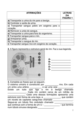 2
2. A figura representa a estrutura geral do rim. Faz a sua legenda.
A- ________________
B- ________________
C- ________________
D- ________________
E- ________________
3. Completa as frases que se seguem.
O sistema urinário é constituído por ___________ rins. Em cada
um entra uma artéria __________ e sai uma veia ____________.
Existe um tubo que liga o rim à bexiga chamado
_______________. Cada rim contém cerca de um milhão de
______________. Cada uma dessas formações apresenta uma
estrutura com forma de uma taça, a ______________, que contém
um novelo de capilares sanguíneo chamado ________________.
Segue-se um túbulo fino ondulado chamado _______________,
que continua com a forma de um U - _____________ - que termina
num túbulo sinuoso designado _____________.
AFIRMAÇÕES LETRAS
DA
FIGURA 1
a) Transportar a urina do rim para a bexiga.
b) Controlar a saída da urina.
c) Transportar sangue pobre em oxigénio para o
coração.
d) Remover a ureia do sangue.
e) Transportar a urina para fora do organismo.
f) Transportar sangue para o rim.
g) Armazenar urina.
h) Transportar o sangue do rim.
i) Transportar sangue rico em oxigénio do coração.
 