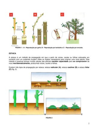 Ficha de trabalho propagação vegetativa na agricultura | PDF