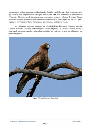  
 

marcados com anilhas para posterior identificação. Os dados recolhidos até à data, permitiram saber
que todos os anos, migram através de Sagres entre 1000 e 2000 aves planadoras, de entre cerca de
29 espécies diferentes, sendo que uma grande percentagem será provavelmente de origem ibérica,
no entanto, algumas provêm do Norte da Europa, tendo este facto sido comprovado em 1995 após a
captura de um Peneireiro (Falco Tinnunculus) que tinha sido anilhado na Suécia.

         As espécies de aves mais frequentes são a Águia-Calçada (Hieraaetus Pennatus), a Águia-
Cobreira (Circaetus Gallicus), o Milhafre-Preto (Milvus Migrans) e o Gavião (Accipiter Nisus), e
uma grande parte das aves observadas são constituídas por espécimes jovens, que efectuam a sua
primeira migração.




                                Águia-Calçada (Hieraaetus Pennatus)




Luis Manuel Mendes Pereira Gonçalves                                                Turma: EFA C
                                             Pág. 12
 