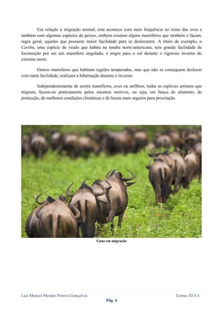  
 

        Em relação à migração animal, esta acontece com mais frequência no reino das aves e
também com algumas espécies de peixes, embora existam alguns mamíferos que também o façam,
regra geral, aqueles que possuem maior facilidade para se deslocarem. A título de exemplo, o
Caribu, uma espécie de veado que habita na tundra norte-americana, tem grande facilidade de
locomoção por ser um mamífero ungulado, e migra para o sul durante o rigoroso inverno do
extremo norte.

        Outros mamíferos que habitam regiões temperadas, mas que não se conseguem deslocar
com tanta facilidade, realizam a hibernação durante o inverno.

        Independentemente de serem mamíferos, aves ou anfíbios, todas as espécies animais que
migram, fazem-no praticamente pelos mesmos motivos, ou seja, em busca de alimento, de
protecção, de melhores condições climáticas e de locais mais seguros para procriação.




                                       Gnus em migração




Luis Manuel Mendes Pereira Gonçalves                                           Turma: EFA C
                                            Pág. 4
 