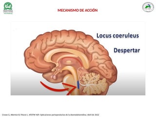 Crowe G, Atterton B, Moran L. ATOTW 469: Aplicaciones perioperatorias de la dexmedetomidina. Abril de 2022
MECANISMO DE ACCIÓN
 