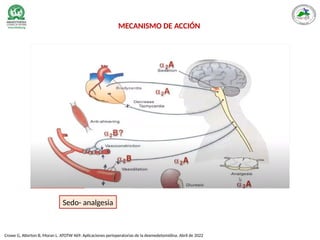 Crowe G, Atterton B, Moran L. ATOTW 469: Aplicaciones perioperatorias de la dexmedetomidina. Abril de 2022
MECANISMO DE ACCIÓN
Sedo- analgesia
 