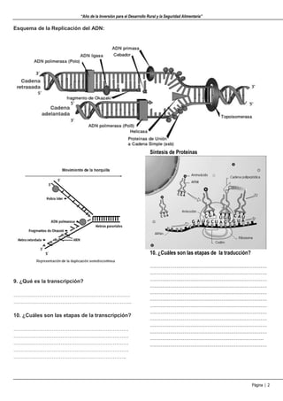“Año de la Inversión para el Desarrollo Rural y la Seguridad Alimentaria”
Página | 2
Esquema de la Replicación del ADN:
9. ¿Qué es la transcripción?
………………………………………………….………
…………………………………………………………..
10. ¿Cuáles son las etapas de la transcripción?
…………………………………………………………
…………………………………………………………
…………………………………………………………
…………………………………………………………
………………………………………………………..
Síntesis de Proteínas
10. ¿Cuáles son las etapas de la traducción?
…………………………………………………………………
…………………………………………………………………
…………………………………………………………………
…………………………………………………………………
…………………………………………………………………
…………………………………………………………………
…………………………………………………………………
…………………………………………………………………
…………………………………………………………………
…………………………………………………………………
…………………………………………………………………
……………………………………………………………….
…………………………………………………………………
 