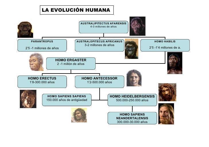 Resultado de imagen de evolucion humana esquema