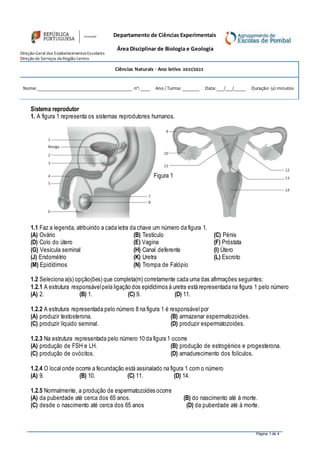 Questionario Sobre Diagrama Do Sistema Reprodutor Feminino E Masculino