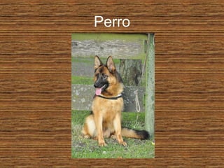 Perro
 
