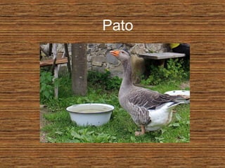 Pato
 