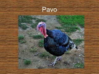 Pavo
 