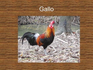 Gallo
 