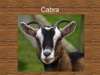 Cabra
 