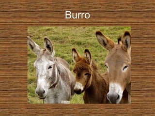 Burro
 