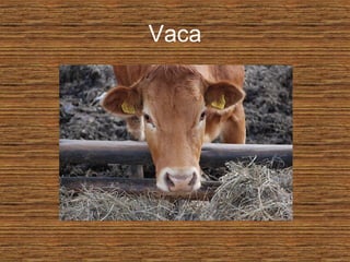 Vaca
 