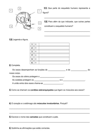1.1. Que parte do esqueleto humano representa a
figura?
__________________________________________
1.2. Para além da que indicaste, que outras partes
constituem o esqueleto humano?
__________________________________________
__________________________________________
1.3. Legenda a figura.
1 
2 
3 
4 
5 
6 
2. Completa.
Os ossos desempenham as funções de ________________ e de _______________ do
nosso corpo.
Os ossos do crânio protegem o ______________________.
As costelas protegem os _______________________ e o ____________________.
A união entre dois ossos chama-se __________________.
3. Como se chamam os cordões esbranquiçados que ligam os músculos aos ossos?
__________________________________________________________________________
4. O coração e o estômago são músculos involuntários. Porquê?
__________________________________________________________________________
__________________________________________________________________________
5. Escreve o nome das camadas que constituem a pele.
__________________________________________________________________________
6. Sublinha as afirmações que estão correctas.
13
2
6
4
5
 