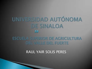UNIVERSIDAD AUTÓNOMA DE SINALOAESCUELA SUPERIOR DE AGRICULTURA DEL VALLE DEL FUERTE RAUL YAIR SOLIS PERES 