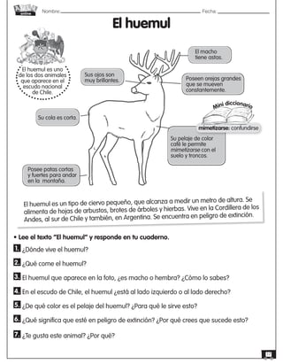 Nombre: 	Fecha:
online
17
El huemul
• Lee el texto “El huemul” y responde en tu cuaderno.
1. ¿Dónde vive el huemul?
2. ¿Qué come el huemul?
3. El huemul que aparece en la foto, ¿es macho o hembra? ¿Cómo lo sabes?
4. En el escudo de Chile, el huemul ¿está al lado izquierdo o al lado derecho?
5. ¿De qué color es el pelaje del huemul? ¿Para qué le sirve esto?
6. ¿Qué significa que esté en peligro de extinción? ¿Por qué crees que sucede esto?
7. ¿Te gusta este animal? ¿Por qué?
El huemul es un tipo de ciervo pequeño, que alcanza a medir un metro de altura. Se
alimenta de hojas de arbustos, brotes de árboles y hierbas. Vive en la Cordillera de los
Andes, al sur de Chile y también, en Argentina. Se encuentra en peligro de extinción.
El huemul es uno
de los dos animales
que aparece en el
escudo nacional
de Chile.
Sus ojos son
muy brillantes.
Su cola es corta.
El macho
tiene astas.
Poseen orejas grandes
que se mueven
constantemente.
Su pelaje de color
café le permite
mimetizarse con el
suelo y troncos.
Posee patas cortas
y fuertes para andar
en la montaña.
Mini diccionario
mimetizarse: confundirse
 