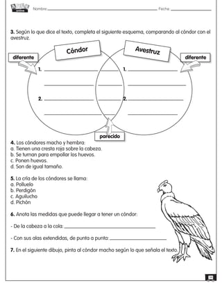Nombre: 	Fecha:
online
34
3. Según lo que dice el texto, completa el siguiente esquema, comparando al cóndor con el
avestruz.
Cóndor Avestruz
4. Los cóndores macho y hembra:
a. Tienen una cresta roja sobre la cabeza.
b. Se turnan para empollar los huevos.
c. Ponen huevos.
d. Son de igual tamaño.
5. La cría de los cóndores se llama:
a. Polluelo
b. Perdigón
c. Aguilucho
d. Pichón
6. Anota las medidas que puede llegar a tener un cóndor:
- De la cabeza a la cola:
- Con sus alas extendidas, de punta a punta:
7. En el siguiente dibujo, pinta al cóndor macho según lo que señala el texto.
1.
diferente diferente
parecido
2.
1.
2.
 