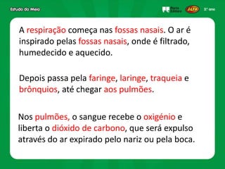 A respiração começa nas fossas nasais. O ar é
inspirado pelas fossas nasais, onde é filtrado,
humedecido e aquecido.
Depois passa pela faringe, laringe, traqueia e
brônquios, até chegar aos pulmões.
Nos pulmões, o sangue recebe o oxigénio e
liberta o dióxido de carbono, que será expulso
através do ar expirado pelo nariz ou pela boca.
 