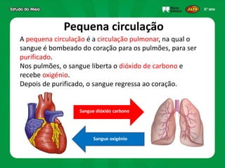 Pequena circulação
A pequena circulação é a circulação pulmonar, na qual o
sangue é bombeado do coração para os pulmões, para ser
purificado.
Nos pulmões, o sangue liberta o dióxido de carbono e
recebe oxigénio.
Depois de purificado, o sangue regressa ao coração.
Sangue oxigénio
Sangue dióxido carbono
 