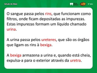 O sangue passa pelos rins, que funcionam como
filtros, onde ficam depositadas as impurezas.
Estas impurezas formam um líquido chamado
urina.
A urina passa pelos ureteres, que são os órgãos
que ligam os rins à bexiga.
A bexiga armazena a urina e, quando está cheia,
expulsa-a para o exterior através da uretra.
 