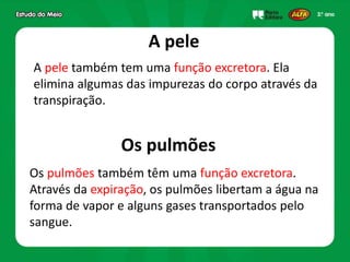A pele
Os pulmões
A pele também tem uma função excretora. Ela
elimina algumas das impurezas do corpo através da
transpiração.
Os pulmões também têm uma função excretora.
Através da expiração, os pulmões libertam a água na
forma de vapor e alguns gases transportados pelo
sangue.
 