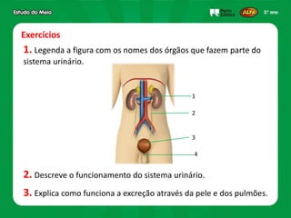 Exercícios
1. Legenda a figura com os nomes dos órgãos que fazem parte do
sistema urinário.
2. Descreve o funcionamento do sistema urinário.
3. Explica como funciona a excreção através da pele e dos pulmões.
1
2
3
4
 